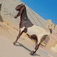 بز پاکستانی اصل