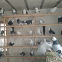 کبوتر جوجه ابلغ|پرنده|تهران, میدان میوه و ترهبار مرکزی|دیوار