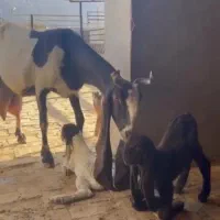 ۲تا بز ۲قلو دار پاکستانی درج یک|حیوانات مزرعه|همدان, |دیوار