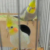 یک جفت عروس هلندی مولد
