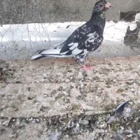 سرور نردورگ مست معاوضه با جفت دم سفید|پرنده|اصفهان, شهرک زاینده رود|دیوار