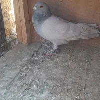 سرک،افشون،دورگ|پرنده|پیر بکران, |دیوار