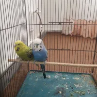 یک جفت مرغ عشق انگلیسی