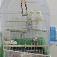 عروس هلندی سخنگوودوتا عروس ماده با قفس|پرنده|مشهد, شهید بصیر|دیوار