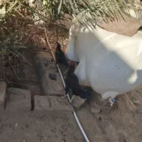 خروس وماکیان فروشی