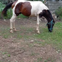 اسب زیبای ابلق