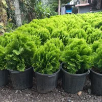 کامیس|خدمات باغبانی و درختکاری|تنکابن, |دیوار