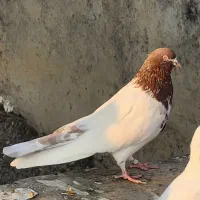 کبوتر کله ای|پرنده|بیجار, |دیوار