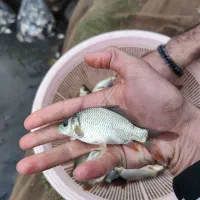 انواع بچه ماهی کپور آمور گرمابی|ماهی|تهران, ترمینال غرب|دیوار