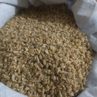 سبزک،تهلان(دلگ)جوشانده|خدمات باغبانی و درختکاری|سراوان, |دیوار