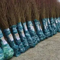 نهالستان فروش نهال های گردو صنوبر و بادام|خدمات باغبانی و درختکاری|قم, چهل درخت|دیوار