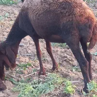 گوسفند شیشک آبستن توضیحات کامل نوشته شده است|حیوانات مزرعه|آزادشهر, |دیوار