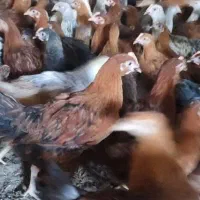 مرغ ـ بومی 8ماهه  تخم گذار درصد بالا تضمین شده
