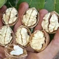 گردو تک درخت  خالص امسال درجه یک