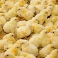 جوجه یکروزه گوشتی راس درجه یک