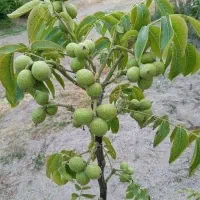 نهال گردو کانادایی مناسب کاشت در سواد کوه