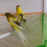 قناری بلند رسمی کشیده