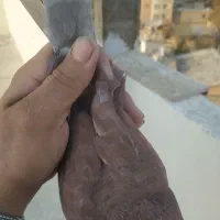 کفتر غریب|پرنده|بومهن, |دیوار