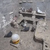 کبوتر المانی