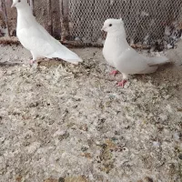 یک جفت سفیدعروسک