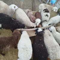 بره . نر .ماده