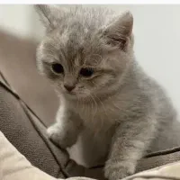 گربه آروم کوچیک نر