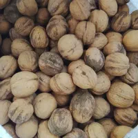 گردو|خوردنی و آشامیدنی|نهاوند, |دیوار