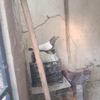 کفتر