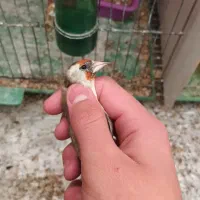 سهره نشاندار عینکی|پرنده|تبریز, |دیوار