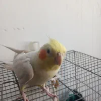 پرنده|پرنده|حمیدیا, |دیوار