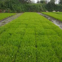 بانک نشا گل افزان