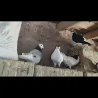 کفتر|پرنده|سبزوار, جوادیه شرقی|دیوار