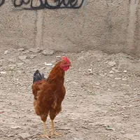 ۱عدد خروس سرحال وجوان