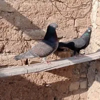 طوقی|پرنده|مهربان, |دیوار