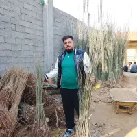 صنوبر نیگرا ترکیه