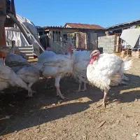 بوغلمون  بیوتی ۶ ک ۲۰۰