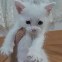 گربه .|گربه|اراک, |دیوار