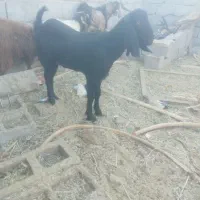 دو عدد نری یک کیسه|حیوانات مزرعه|ریگان, |دیوار