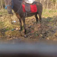 اسب کرد اصیل رقصنده آموزش دیده