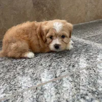 سگ شیتزو|سگ|کردکوی, |دیوار