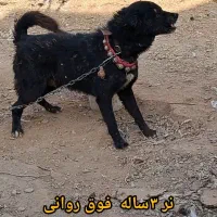 سگ نگهبان|سگ|خمینیشهر, |دیوار