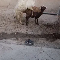 شیشک قوچ زانو زن|حیوانات مزرعه|خنداب, |دیوار