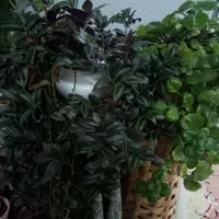 گل وگیاه طبیعی|گل و گیاه طبیعی|اصفهان, دشتستان|دیوار