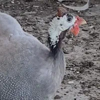 مرغ شاخدار جوجه بیوتی