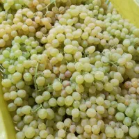 انگور درجه یک بناب