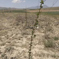 ۱۰۰۰متر زمین سیمین|فروش دفتر صنعتی، کشاورزی، تجاری|بهار, |دیوار