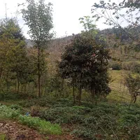 زمین مسکونی 250متری