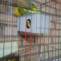 مرغ عشق|پرنده|آشخانه, |دیوار