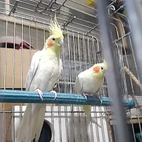 عروس هلندی با جوجه|پرنده|شهرکرد, |دیوار