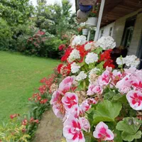 اجاره روزانه/هفتگی/ماهانه آپارتمان ۱۱۰ متری|اجارهٔ کوتاهمدت آپارتمان و سوئیت|ماسال, |دیوار